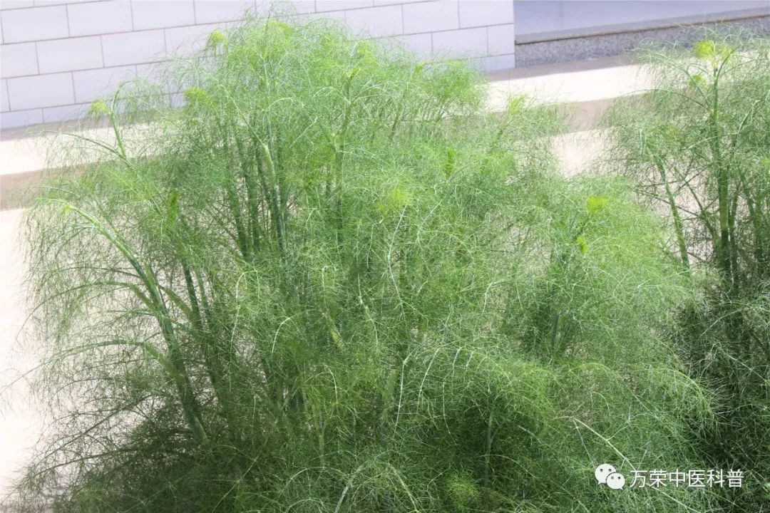 既是中药又是调味品都有哪些,中药调味料有哪些