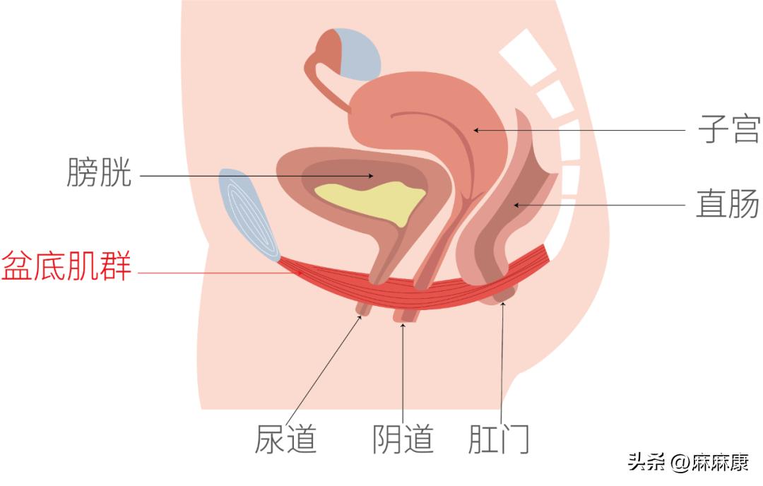 产后4年腹直肌如何恢复,产后腹直肌自己怎么修复