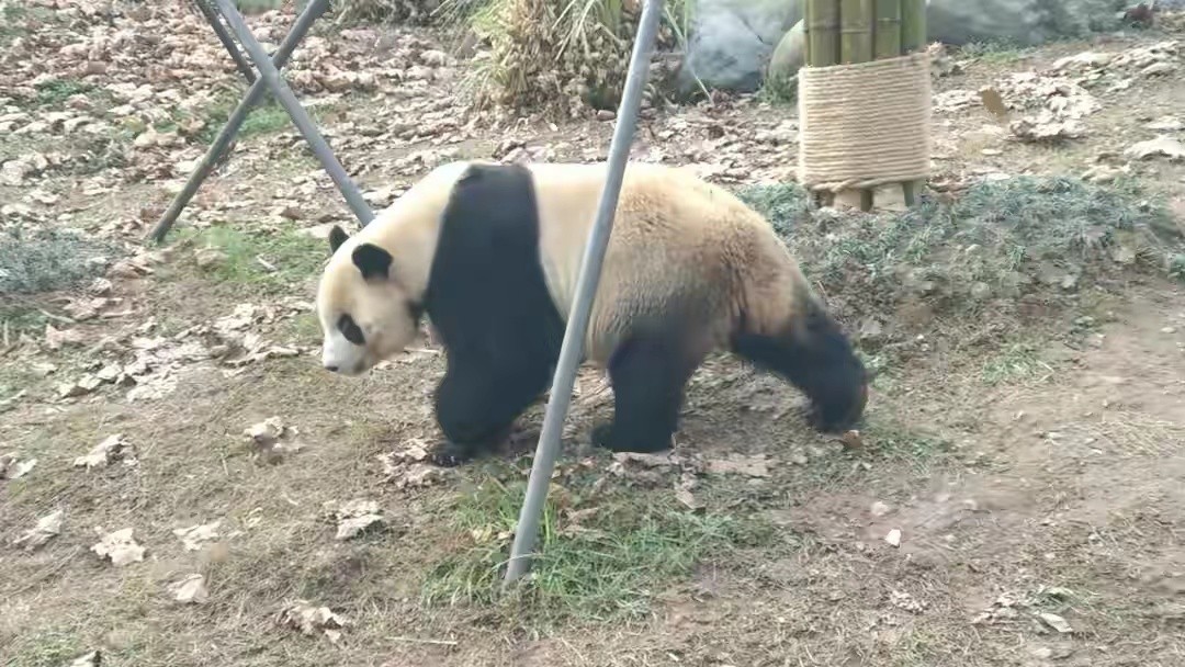 熊猫战斗力有多强排名第几名,熊猫战斗力到底有多强人能打过吗