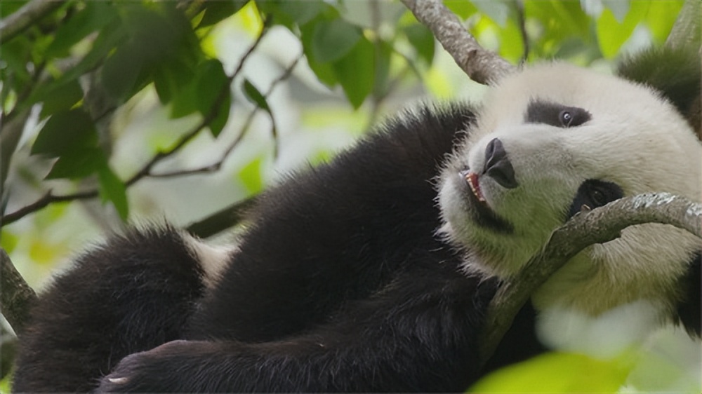 最美宝兴,宝兴第二批旅游名县