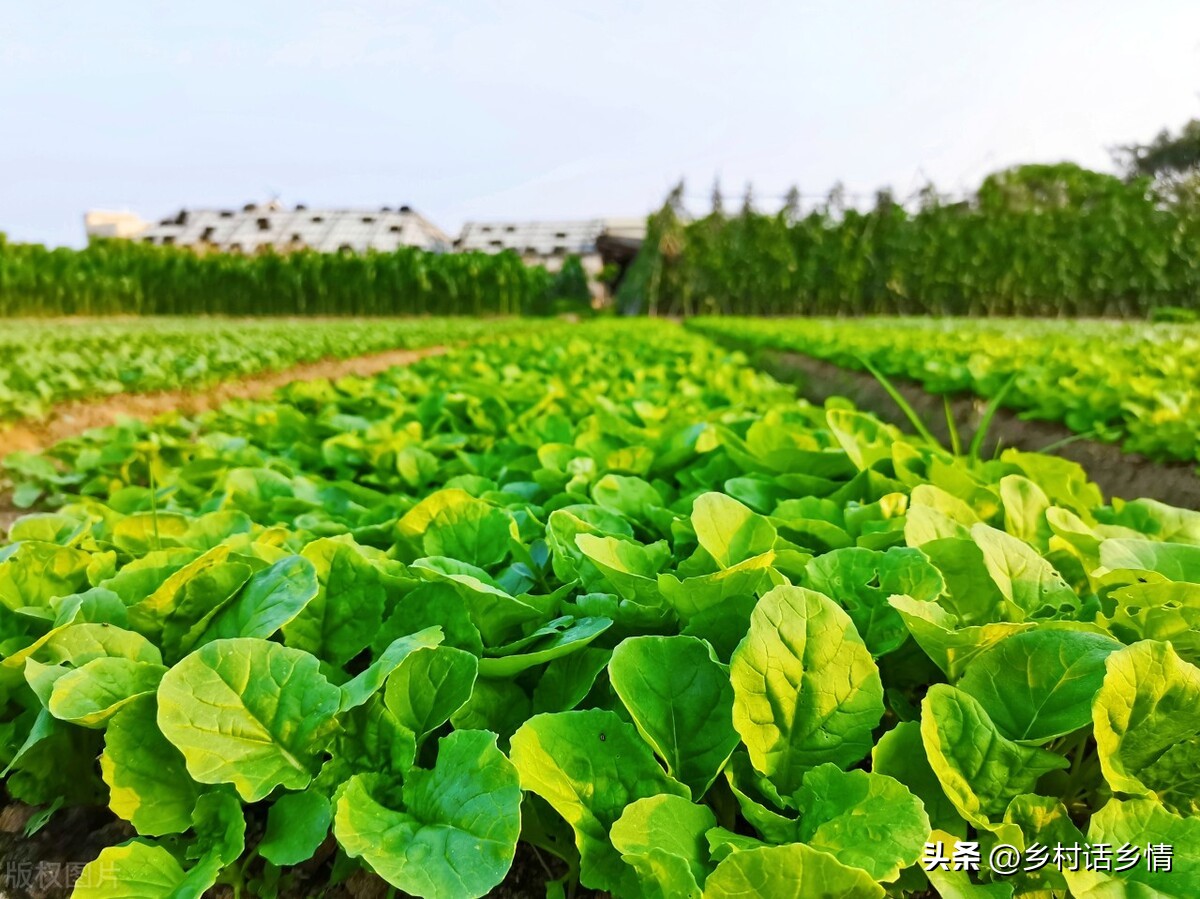 如何清除菜地里的蜗牛和鼻涕虫,蔬菜鼻涕虫与蜗牛如何防治