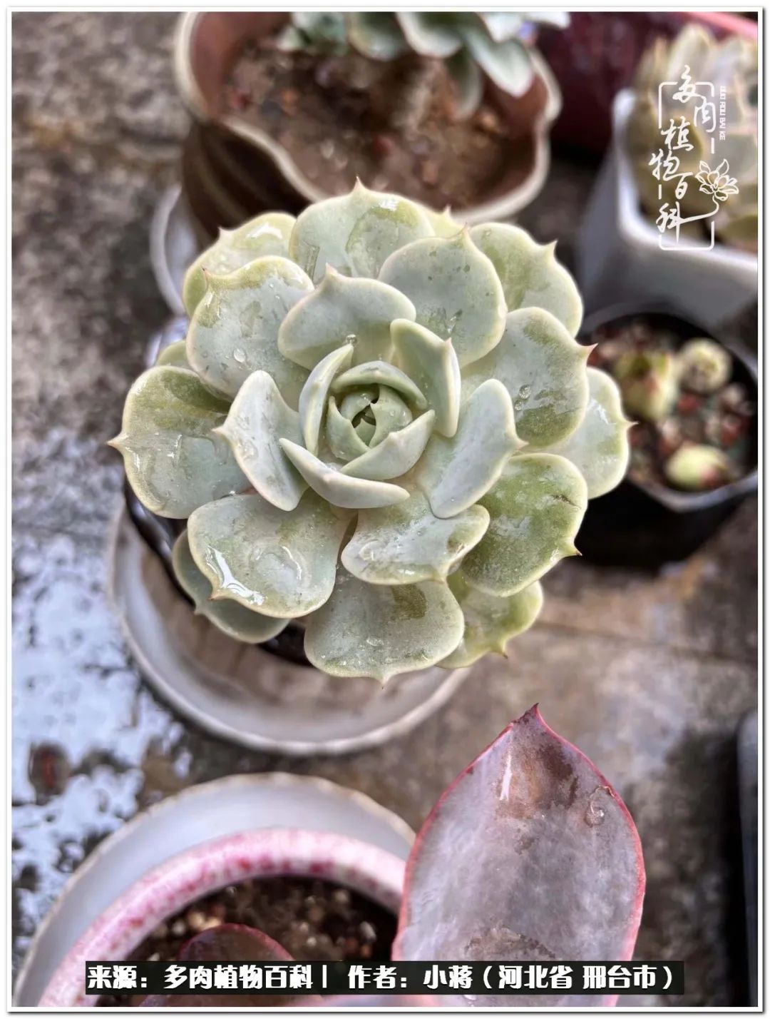我与多肉植物之间的故事,我和多肉十二卷的故事100字