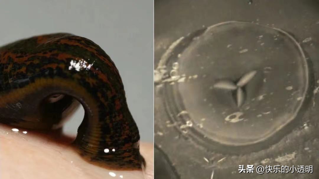 如果蚂蟥吃进肚子里能长期存活吗,蚂蟥食入体内能存活吗