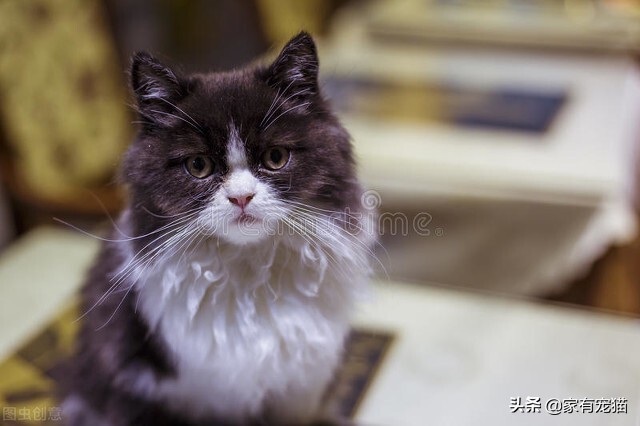 为什么黑的长毛猫毛色偏红,重点色长毛猫蓝眼睛