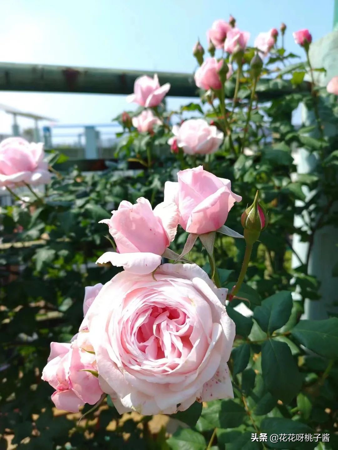 花期特别短暂开放好看的粉色月季,粉色可爱融化你的少女心月季