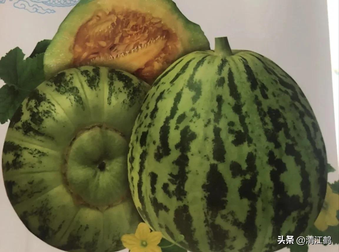 有什么好吃的甜瓜品种适合种植,适合南方种植的黄色厚皮甜瓜品种