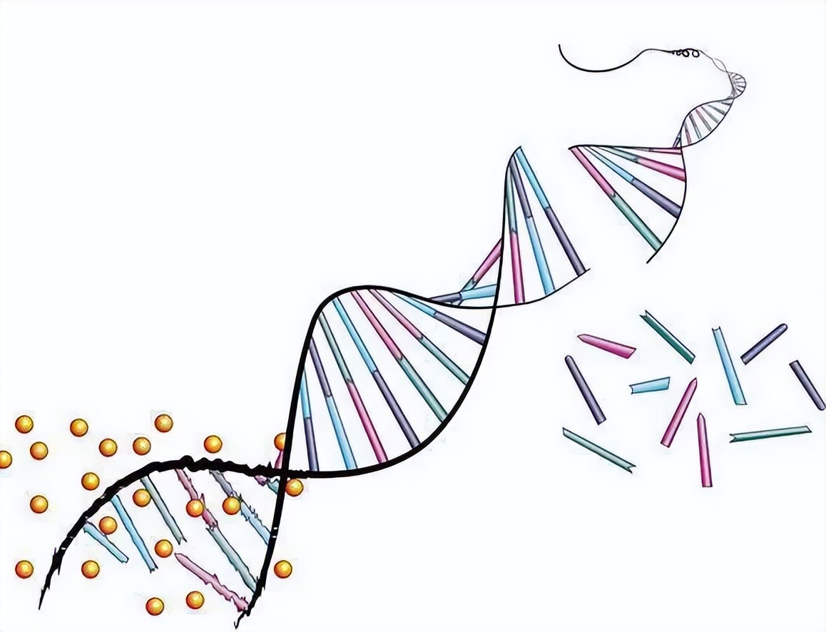 对牛毛色遗传影响：夏洛莱×荷斯坦种群中，真黑素与黑素的稀释