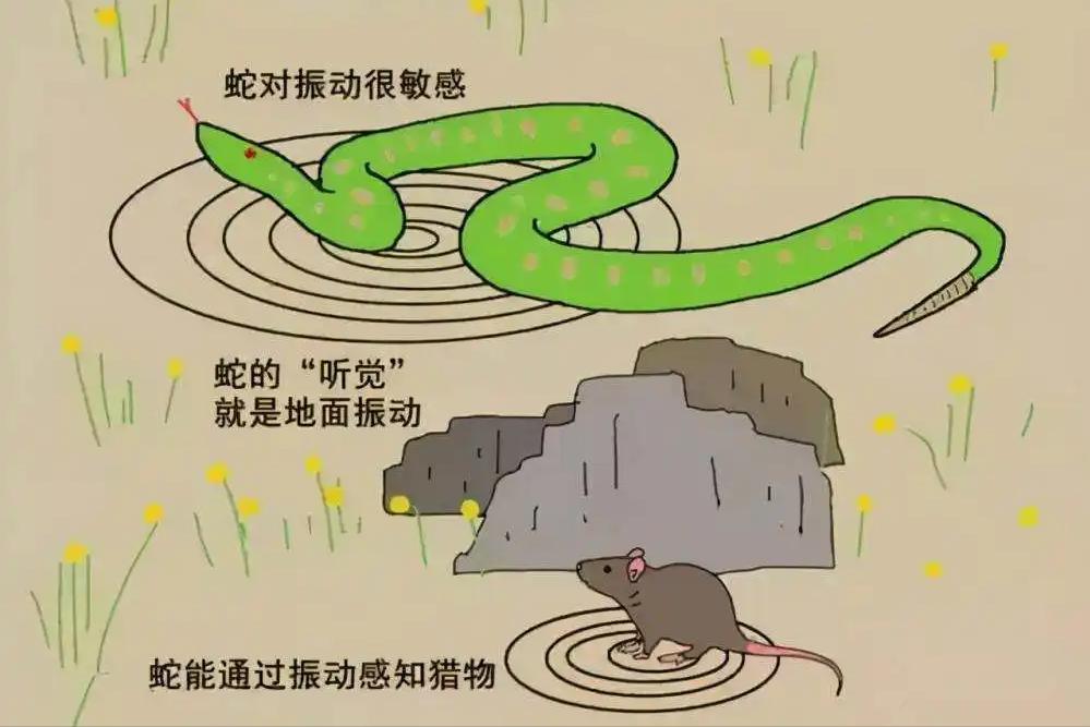 家前屋后栽蛇草真的能驱蛇吗,门前种什么草蛇会怕