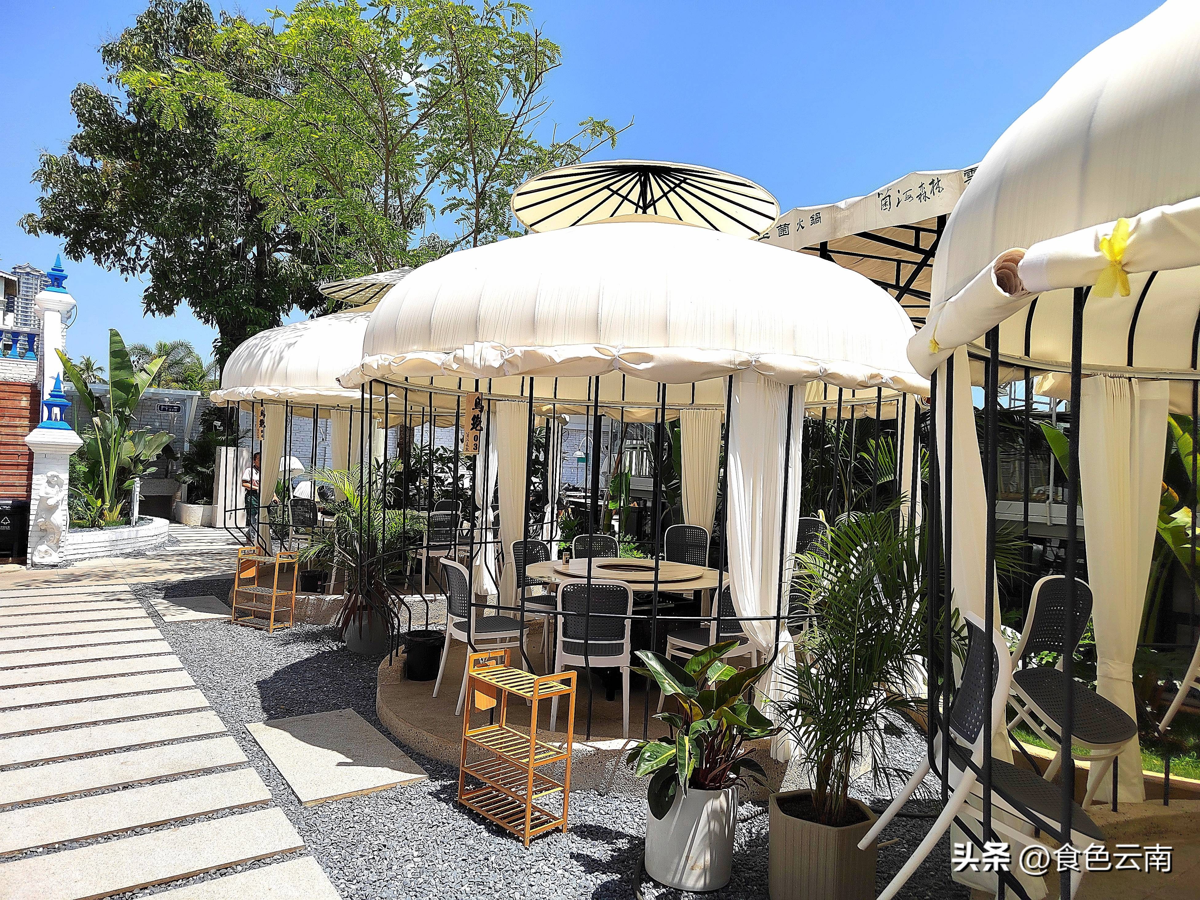 菌海森林野生菌火锅西双版纳,西双版纳野生菌推荐