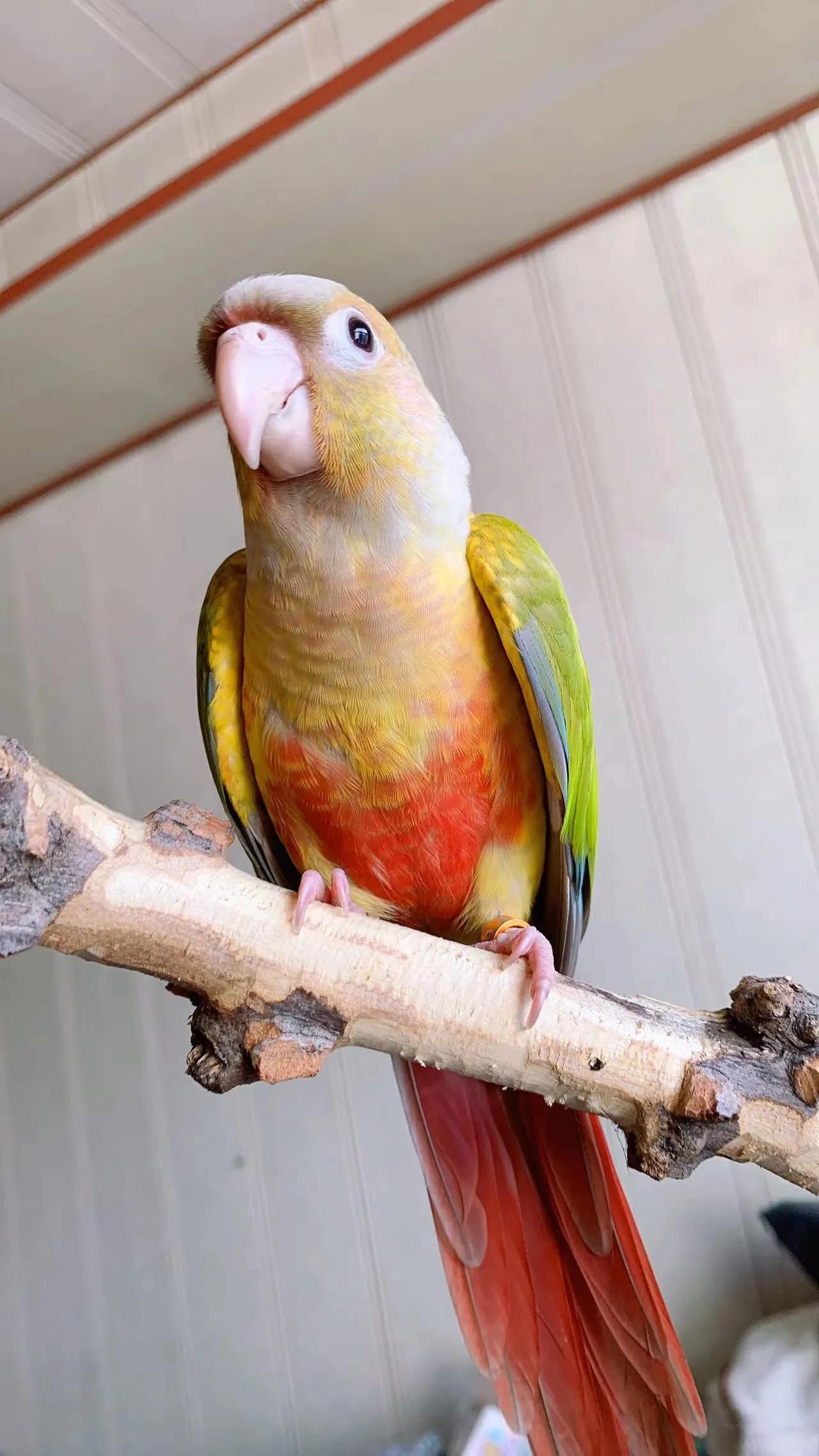 鹦鹉太粘人是什么感觉,怎么养鹦鹉很粘人