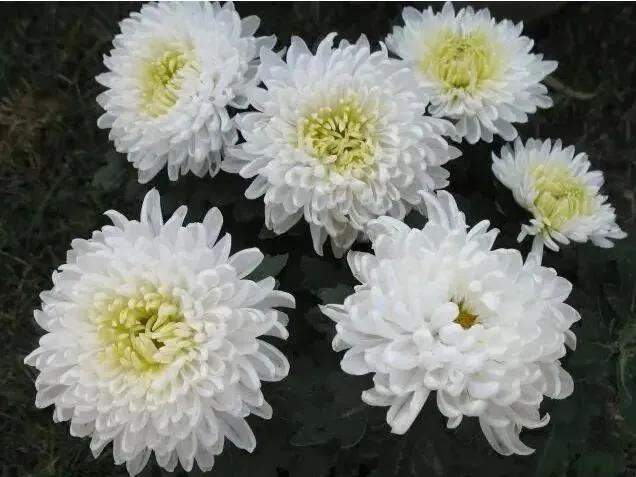 清明节的由来的简介,清明节的由来和习俗