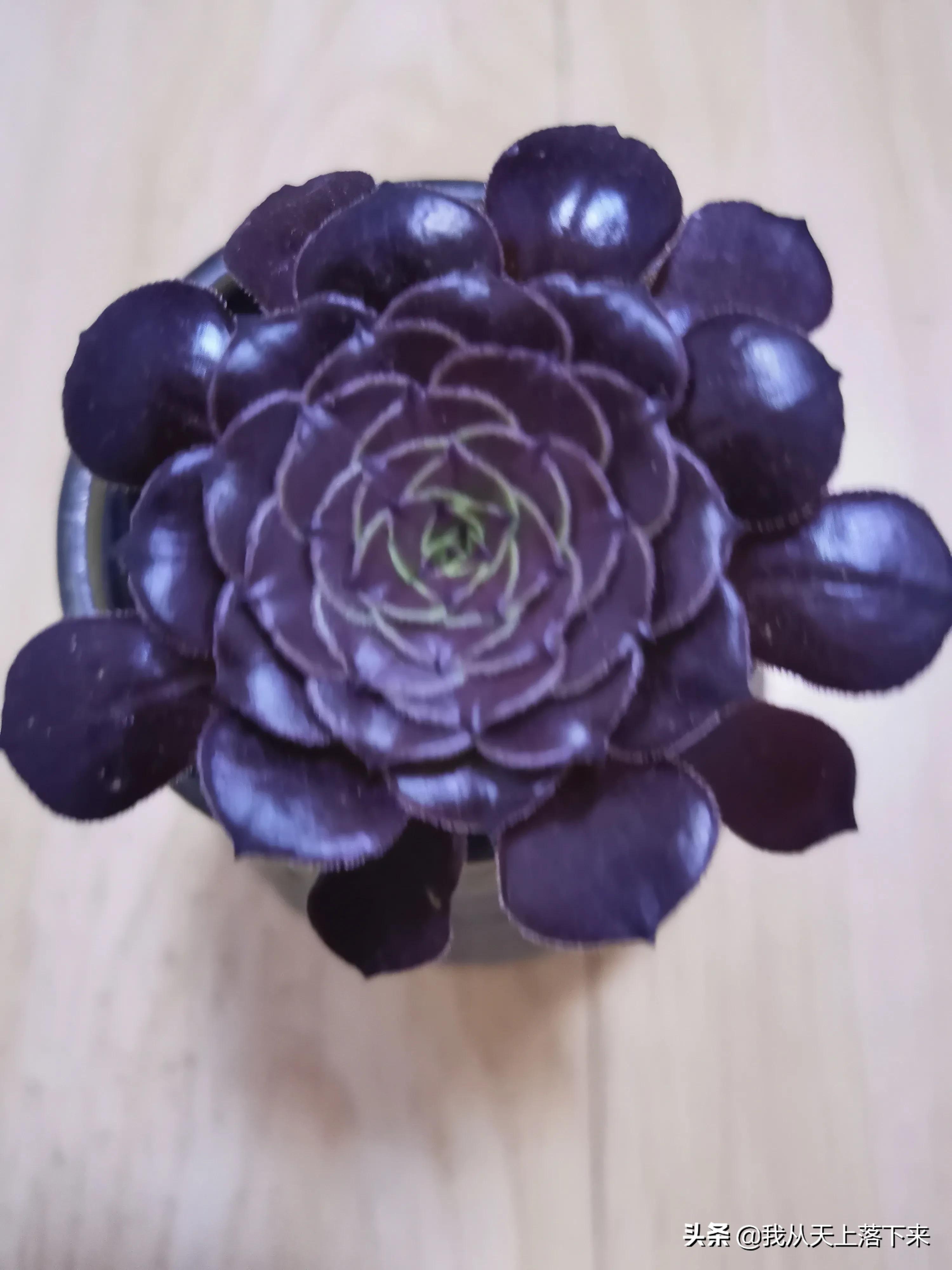 多肉品种及图片大全欣赏,多肉品种辨别图片大全欣赏