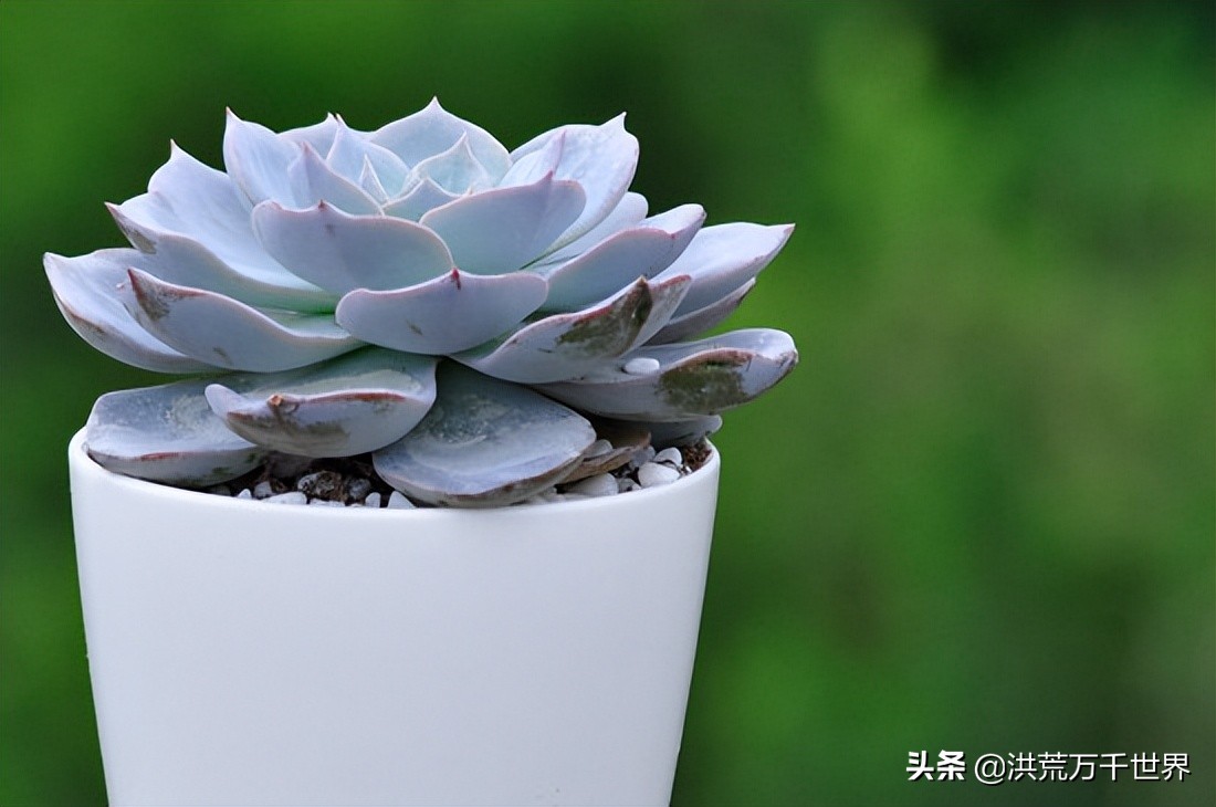 蓝石莲的养殖方法和注意事项,蓝石莲扦插先有芽还是先有根