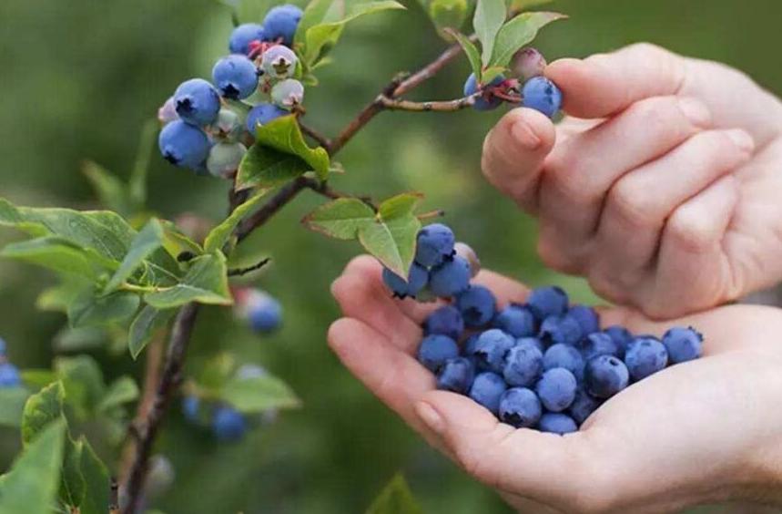 每天吃一个蓝莓会降体脂吗,每天一盒蓝莓可以变白吗