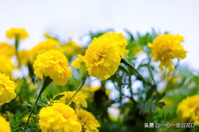 孔雀草花诗词,孔雀草诗