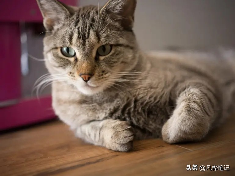 哈苏x2d100c视频,哈苏x2d100c与50c区别