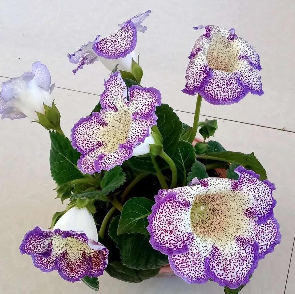 十大最怕太阳暴晒的花,最怕阳光的是什么花