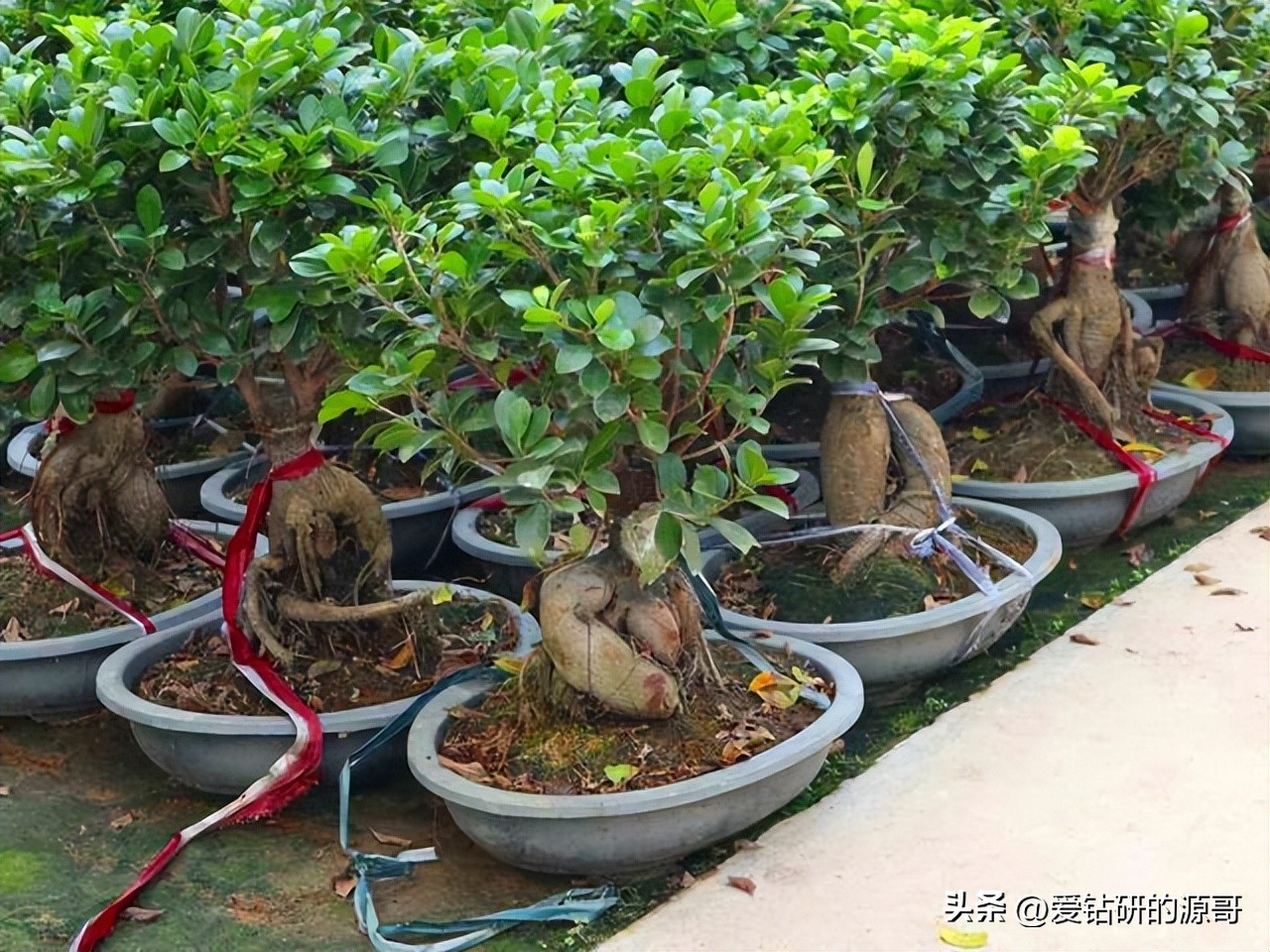 人参榕盆景小叶大叶对比图,人参榕树盆景造型精品