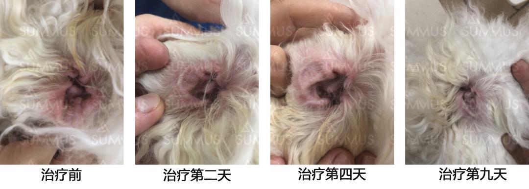 比熊犬耳炎买什么药好,比熊外耳炎