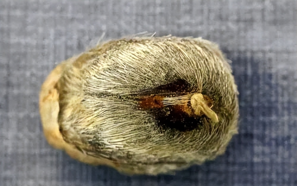 每天学习一味中药阿魏,每天学习一味中药藿香