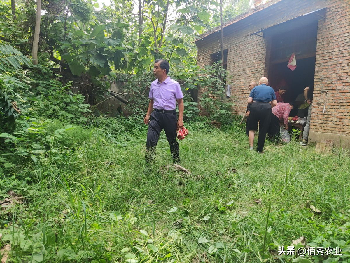 树林除杂草用什么除草剂最好,除庭院杂草用什么农药最好