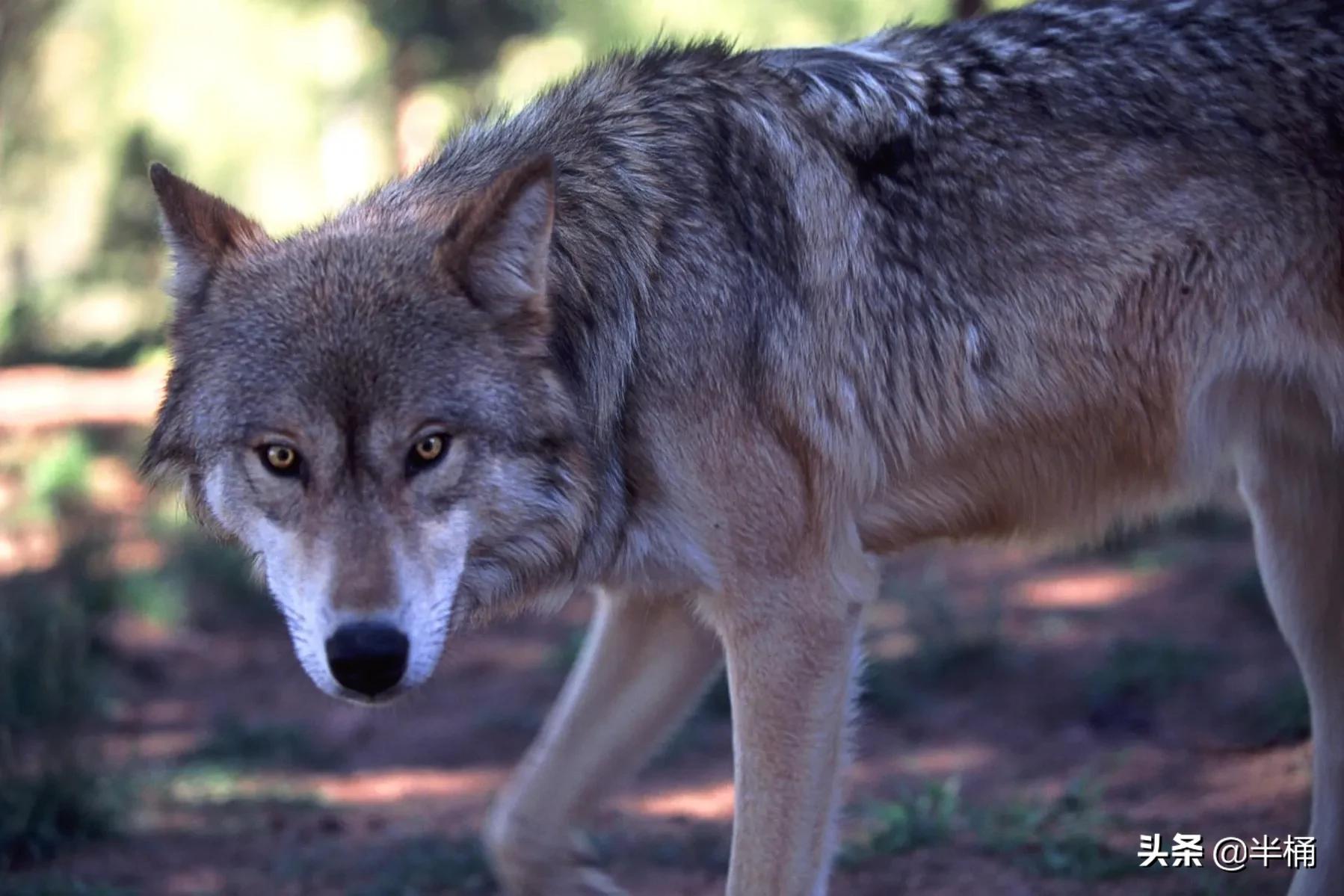 狼这种动物的特性是什么,世界十大可怕动物狼