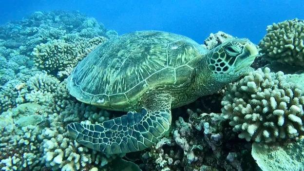 国外美女姐姐海里偶遇一只小鱼，竟引发神奇友谊！网友：前世情人