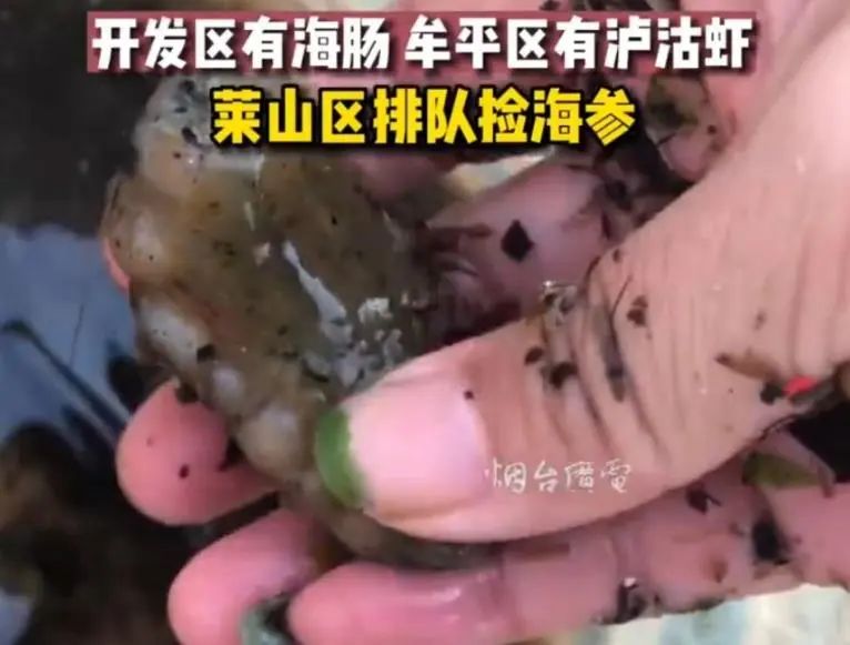 烟台大风刮上来海鲜,烟台一阵大风海边刮来庞然大物