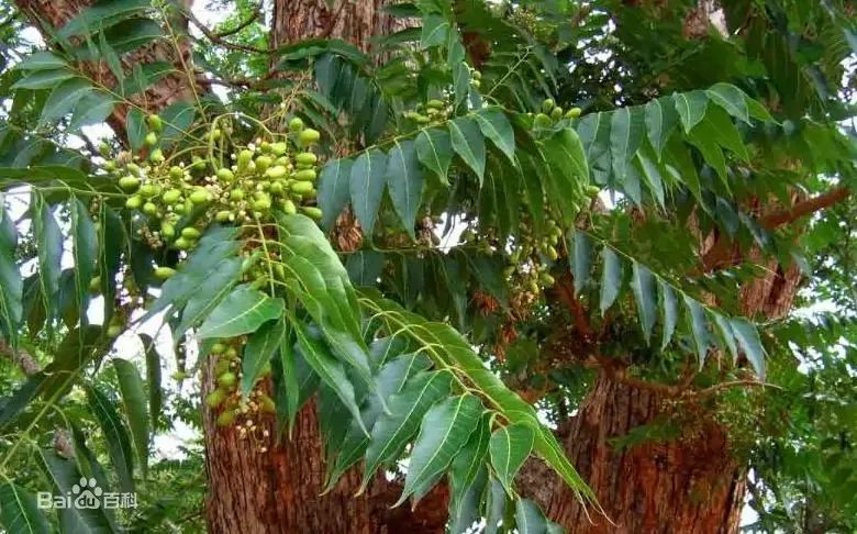 非法盗采案件处罚标准,非法盗采治安管理处罚法49条