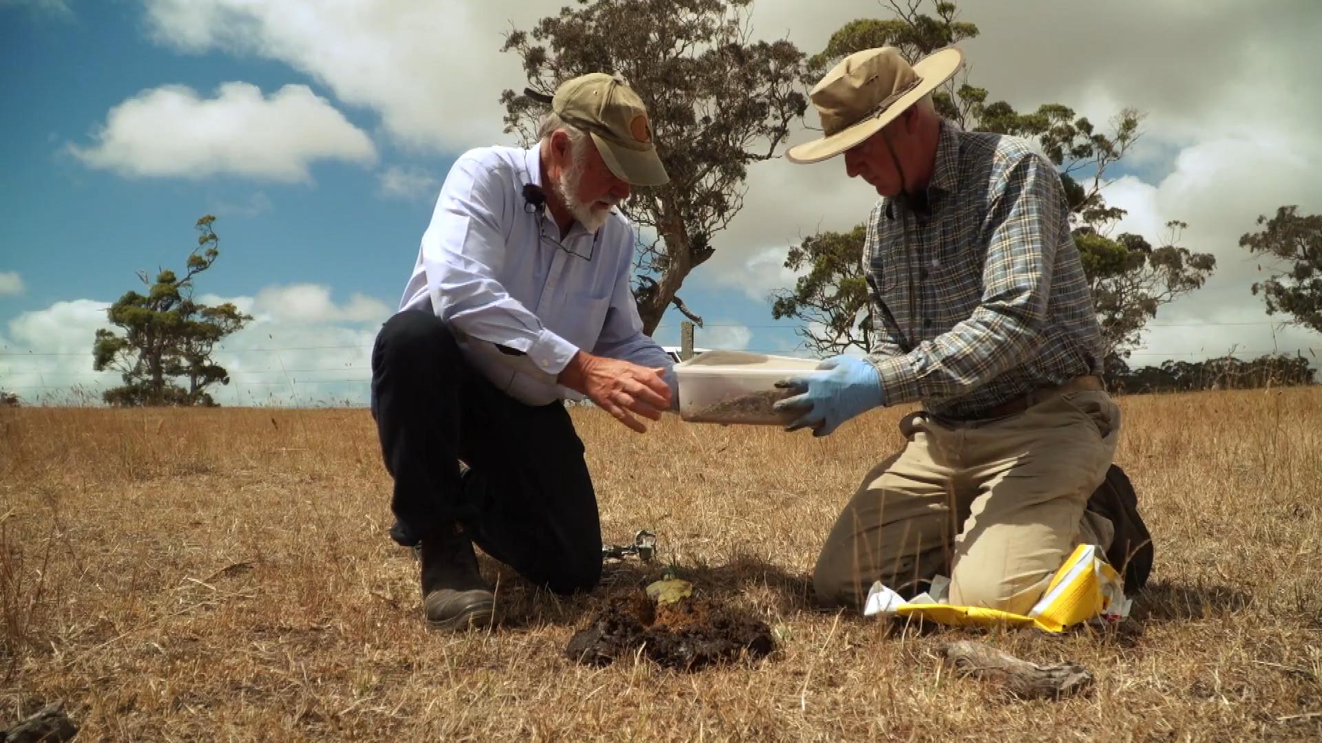 中国屎壳郎为什么备受澳洲欢迎,收购野生屎壳郎违法吗