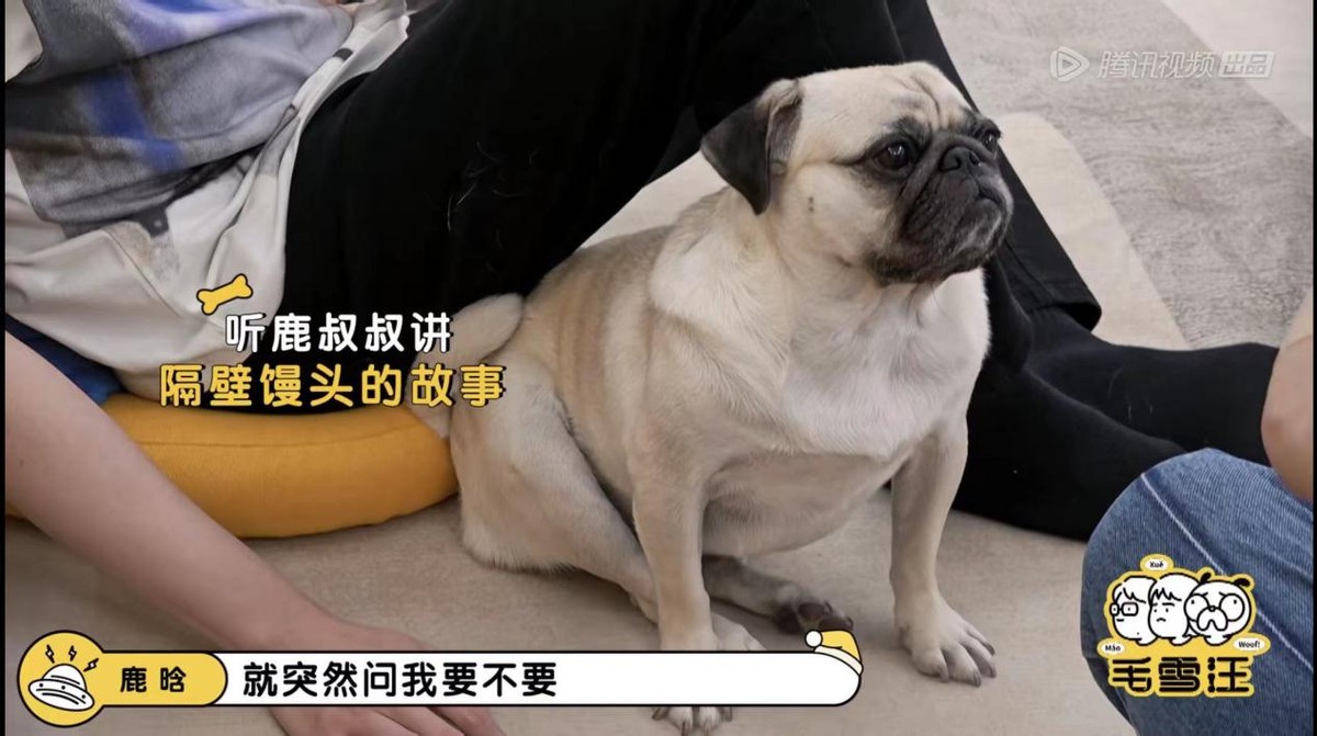 鹿晗毛雪汪是哪一期,毛雪汪夏番拟邀嘉宾