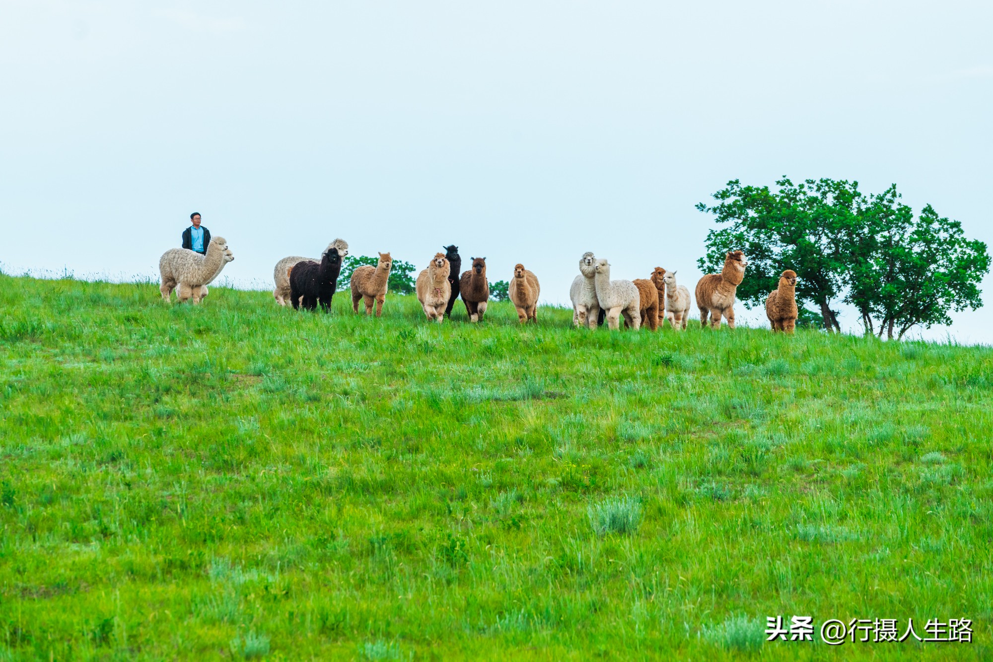 一路向北去追寻夏日美景,一路向北去呼伦贝尔大草原