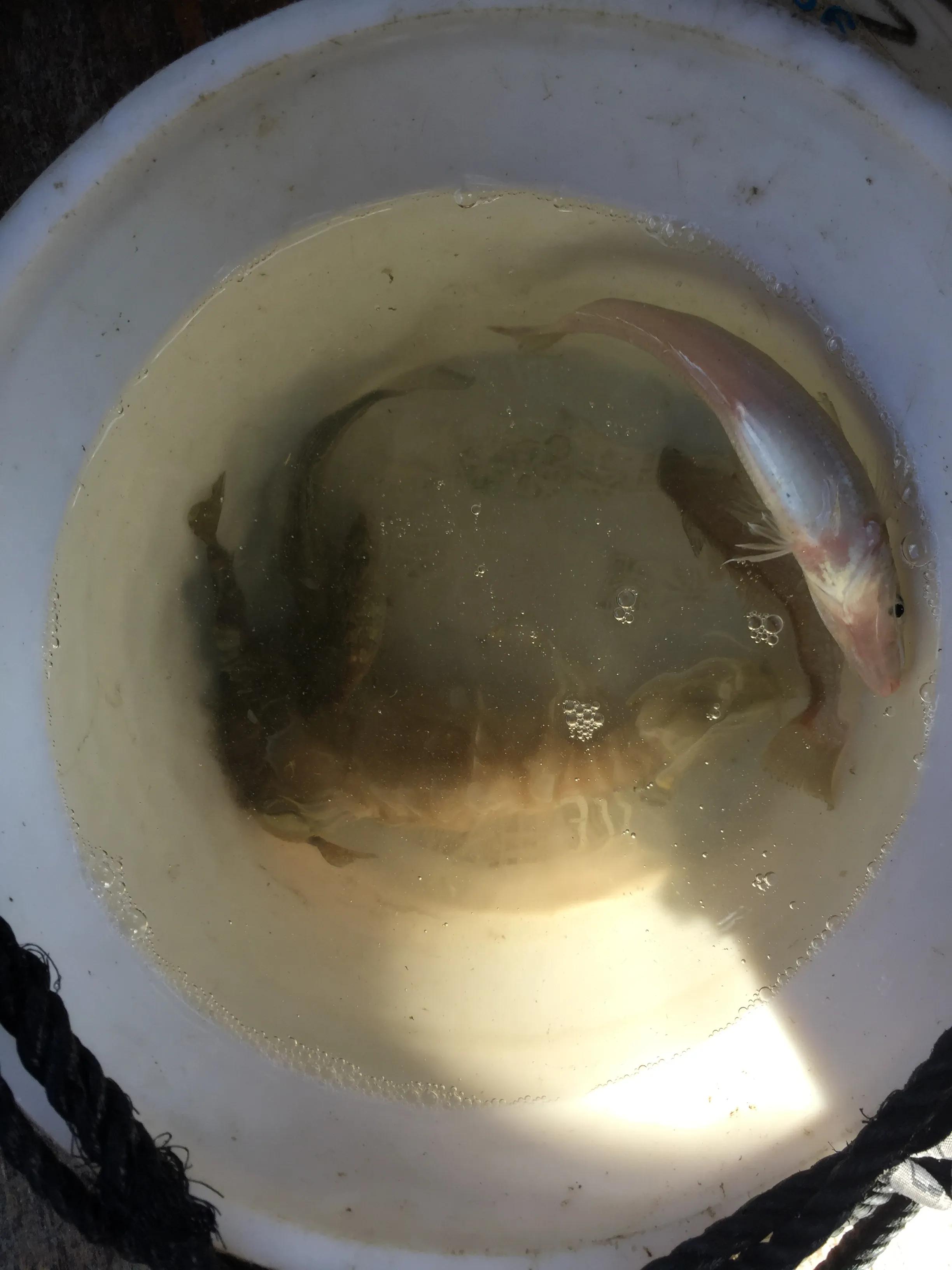 巽寮湾渔家乐出海捕鱼,巽寮湾出海捕鱼费用