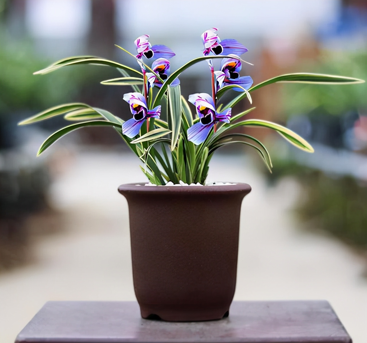 建兰紫月荷是真的吗,建兰紫月荷价格