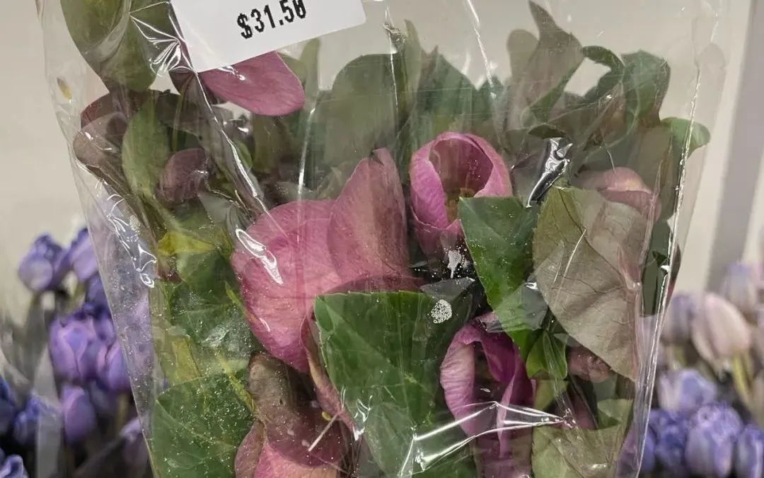 鲜花在水里能养几天会死,新加坡盆栽花卉怎么养