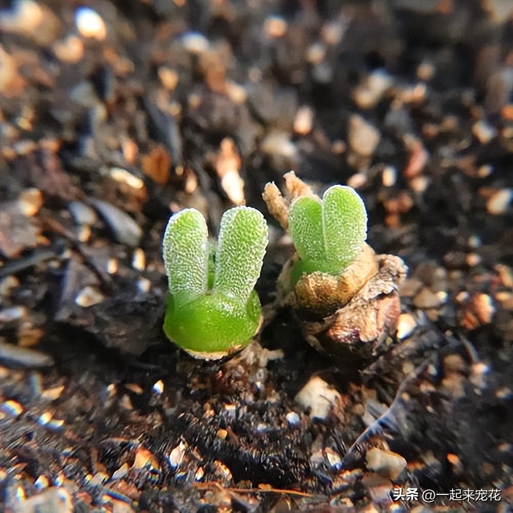 人见人爱的动物大全,人见人爱的生肖却又让人害怕