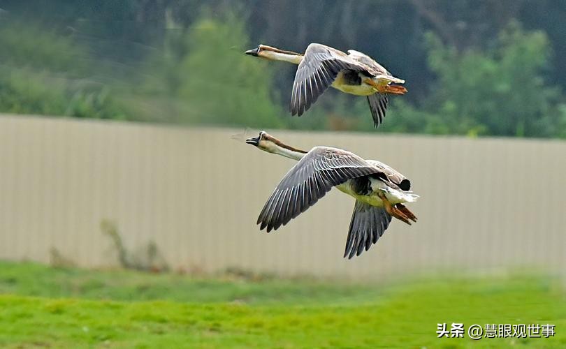 中高考必考古诗词,中高考必背古诗词朗诵