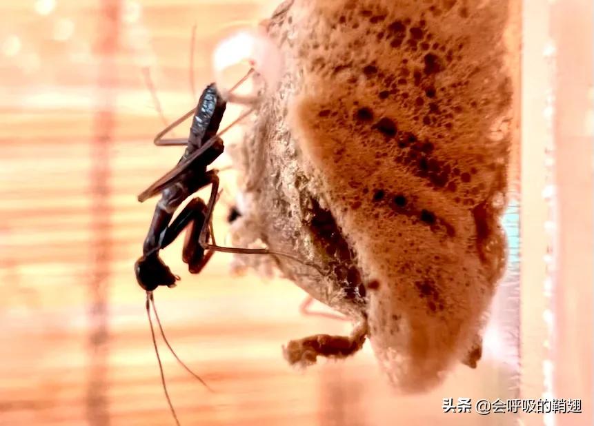 螳螂养殖报告,螳螂饲养观察记录表