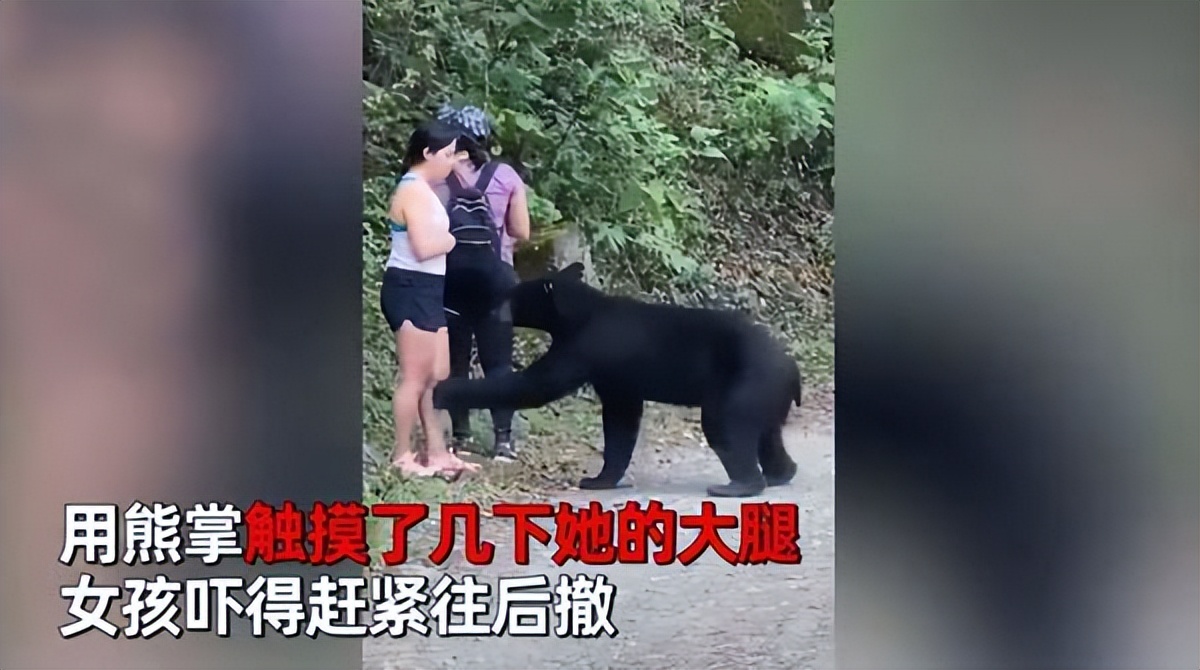 被黑熊袭击为什么这么严重,男子家中遭黑熊袭击徒手击退黑熊
