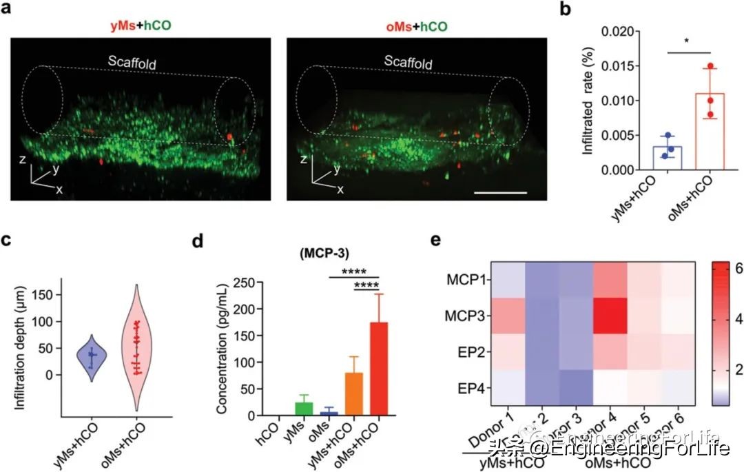 7天逆转大脑老化斯坦福科学家,7天逆转大脑老化斯坦福大学研究