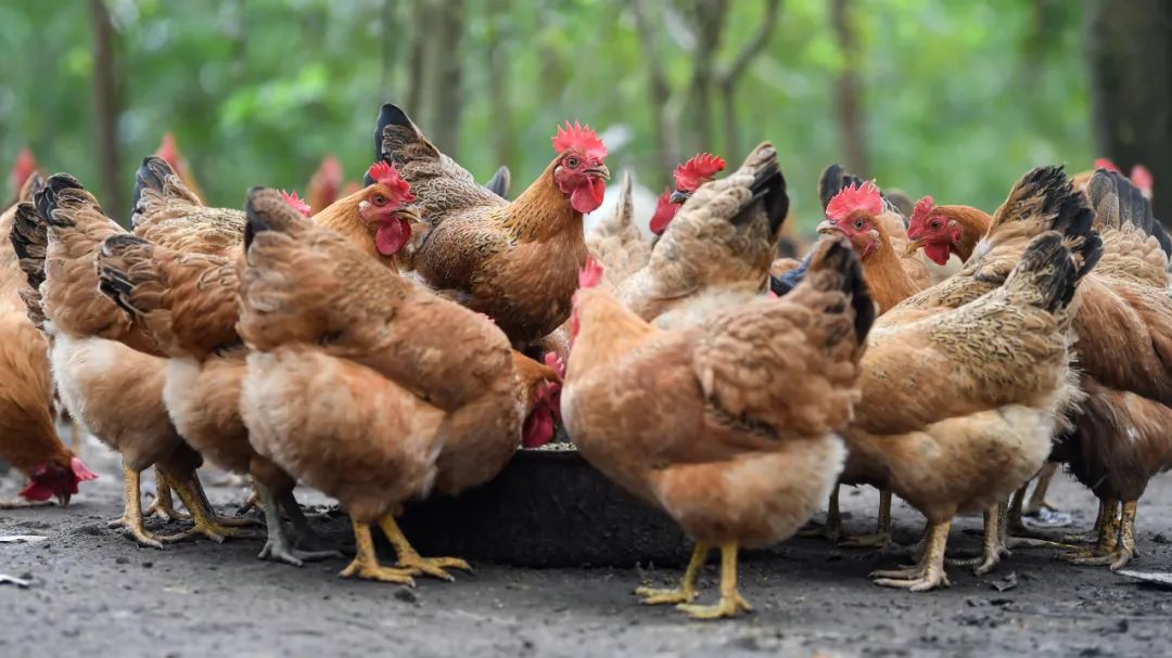 鸡煲汤食谱大全及做法窍门,鸡怎么煲汤好喝又香方法