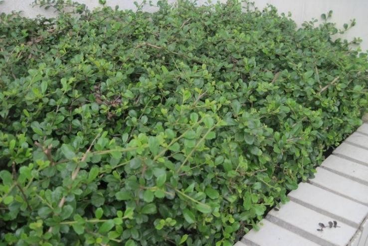 白花红果艳如脂——基及树