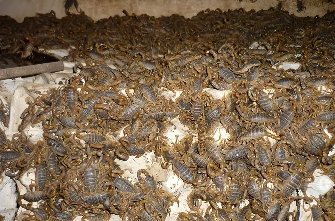 蝎子养殖的前期工作是什么,蝎子繁殖期怎么管理