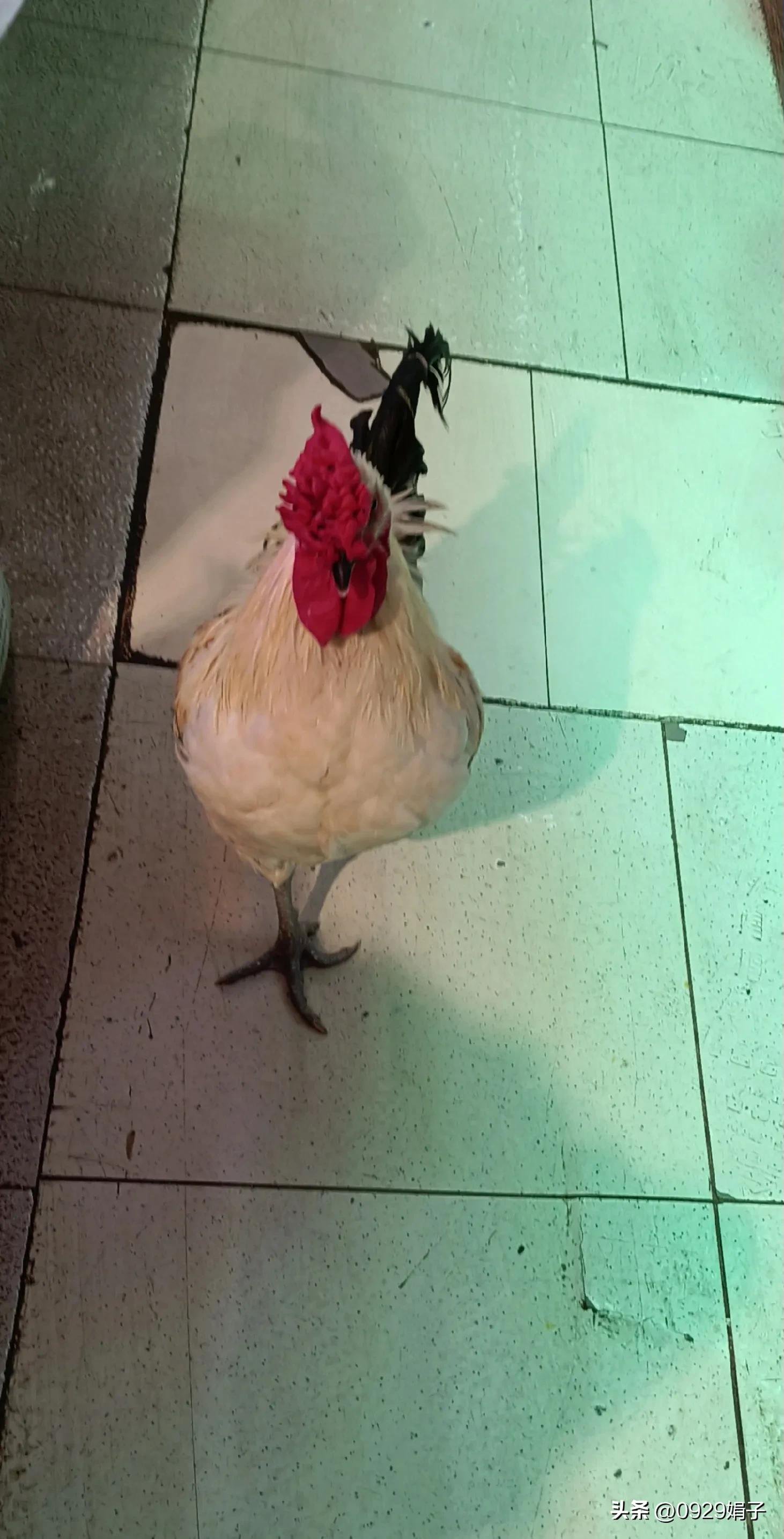 超市鸡卖什么价格,山姆超市的鸡