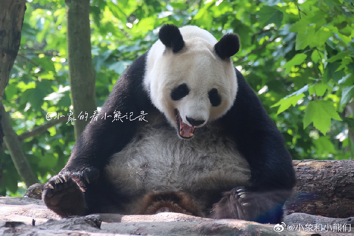 不高的高高和他不白的老婆白云——91年出生的童颜女神大熊猫白云