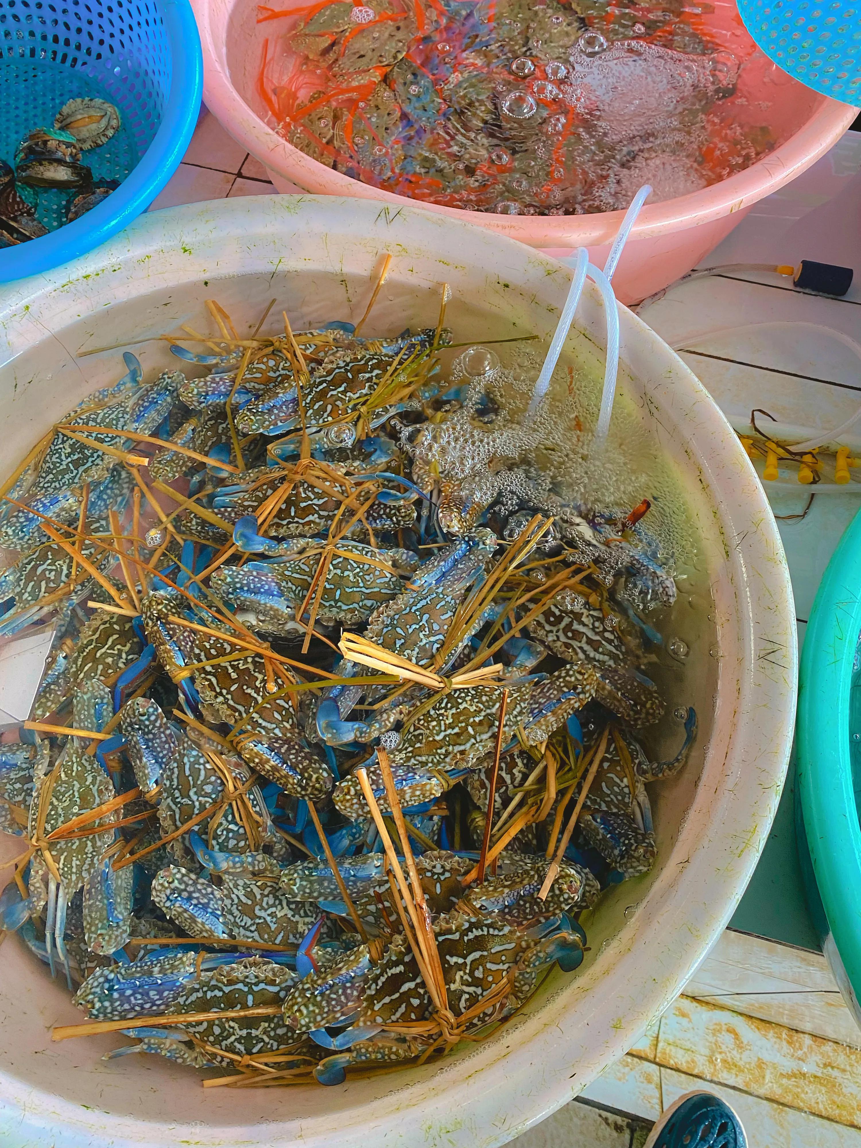 近日涠洲岛海鲜攻略,涠洲岛海鲜怎么吃比较划算