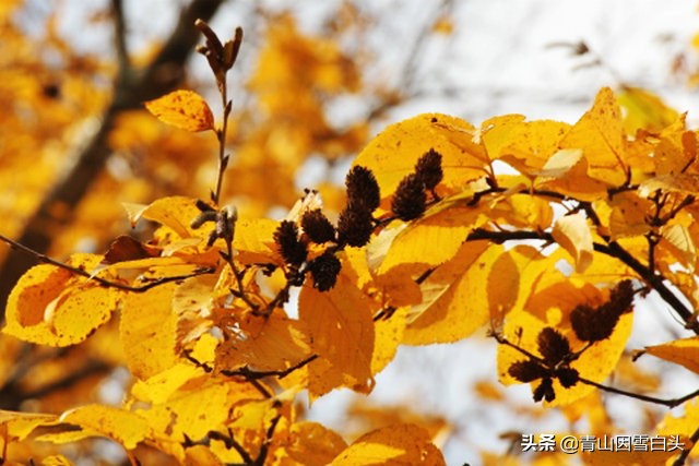 林地种植什么树种好且赚钱多,荒山种什么树收益最快