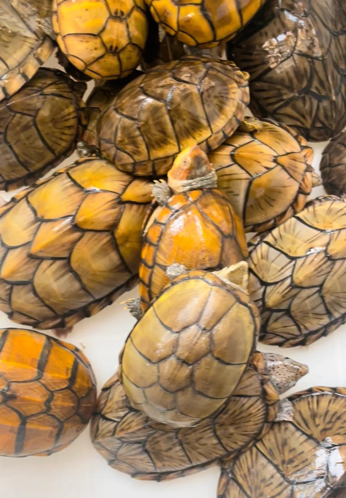 好养的蛋龟推荐,好养又好看的蛋龟