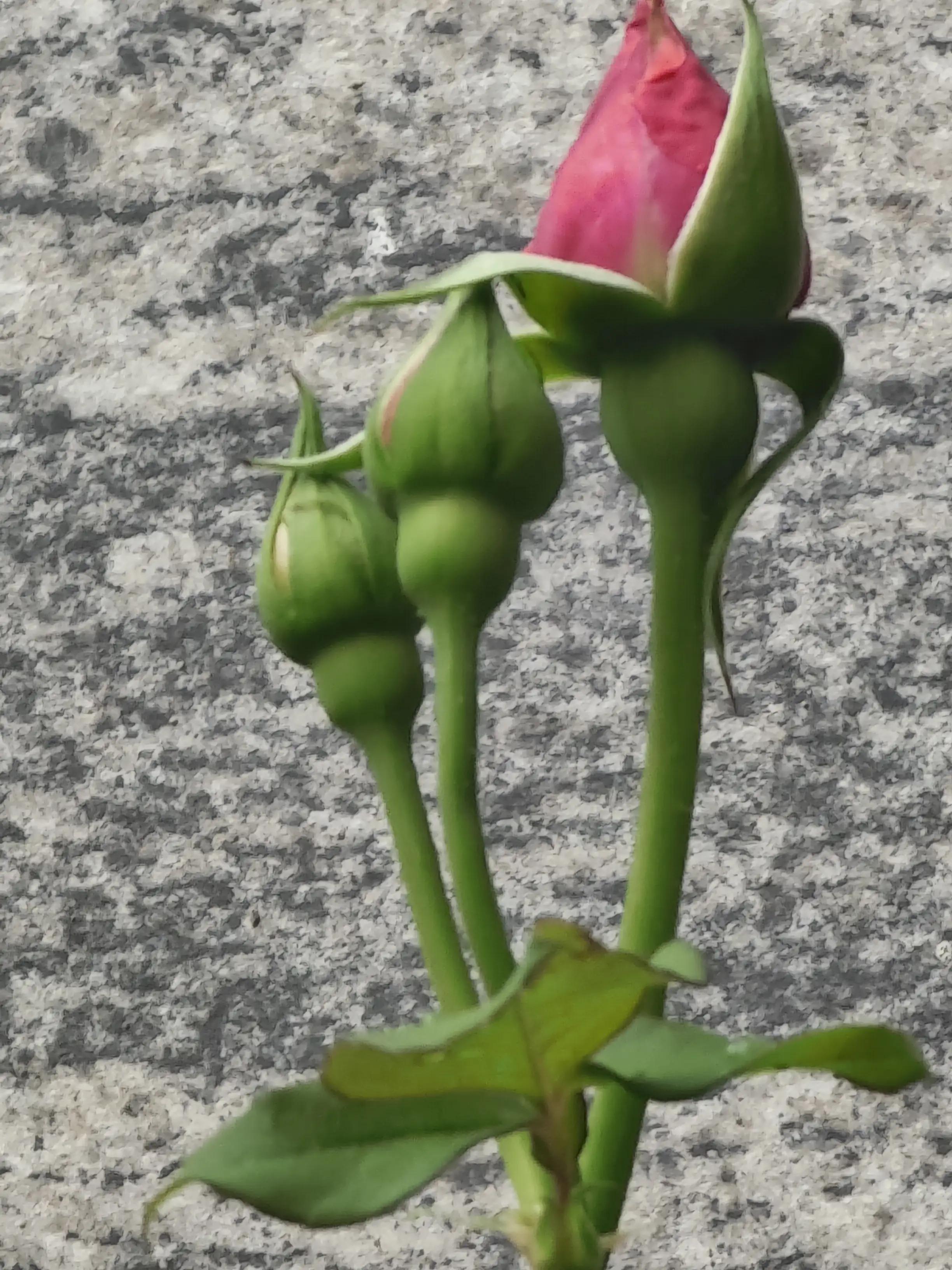 股东向公司借款的利息怎么缴税,借款费用利息资本化税务的处理