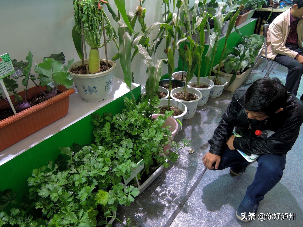 泸州人到底有多爱种菜？种着种着，花盆就变成了“菜盆”